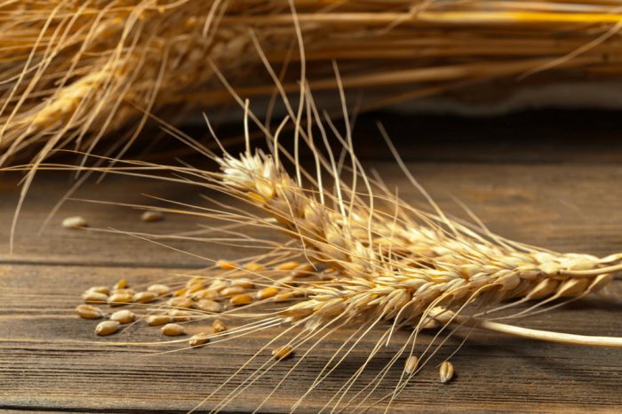 Главным покупателем российской пшеницы и подсолнечного масла станет Китай