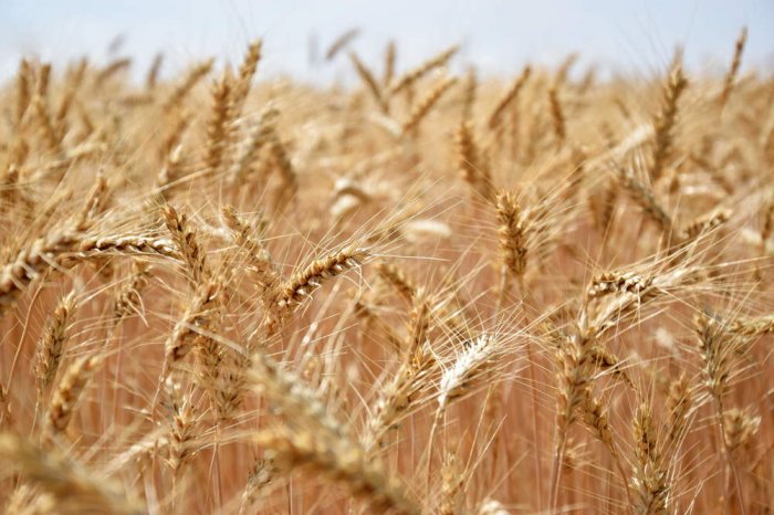 15 марта 2023 года Россия снизит экспортную пошлину на пшеницу